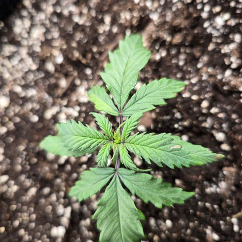 Green Crack (Auto) - Plant #2 growlog timeline photo