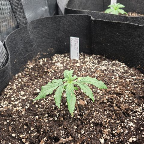 Green Crack (Auto) - Plant #2 growlog timeline photo