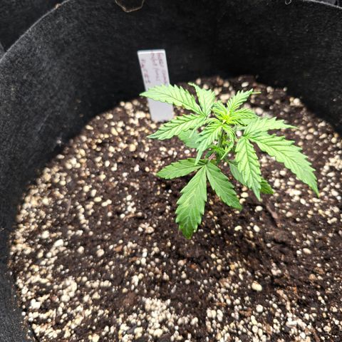 Green Crack (Auto) - Plant #1 growlog timeline photo