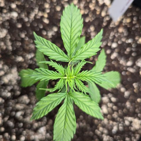 Green Crack (Auto) - Plant #1 growlog timeline photo