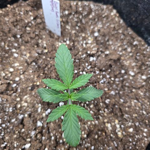 Bruce Banner 2.0 (Photo) - Plant #1 growlog timeline photo