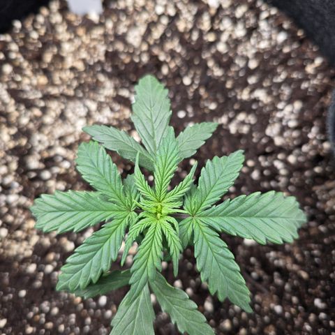 Green Crack (Auto) - Plant #3 growlog timeline photo