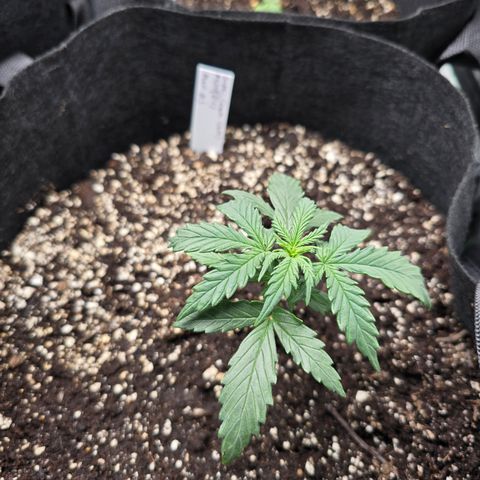Green Crack (Auto) - Plant #3 growlog timeline photo