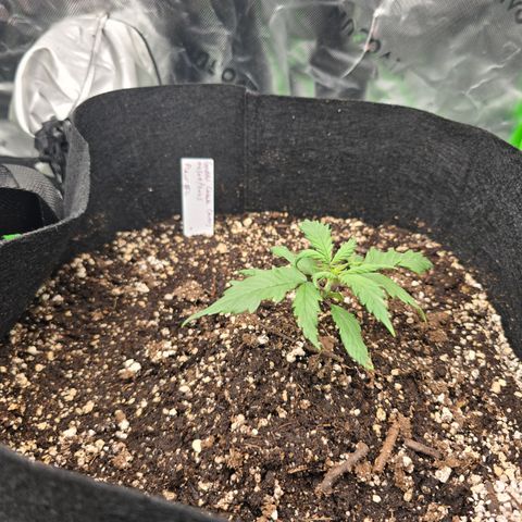 Green Crack (Auto) - Plant #2 growlog timeline photo
