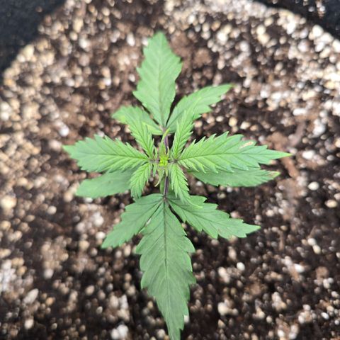Green Crack (Auto) - Plant #2 growlog timeline photo