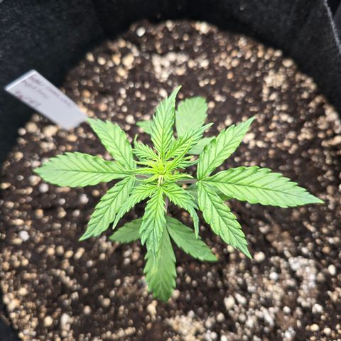 Green Crack (Auto) - Plant #1 growlog timeline photo