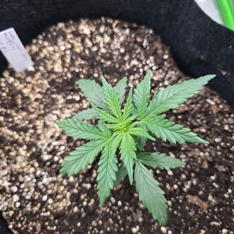 Green Crack (Auto) - Plant #3 growlog timeline photo
