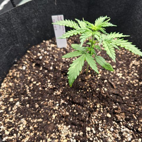 Green Crack (Auto) - Plant #1 growlog timeline photo