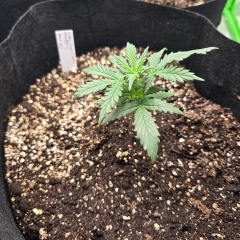 Green Crack (Auto) - Plant #3 growlog timeline photo