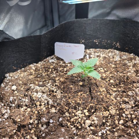 Bruce Banner 2.0 (Photo) - Plant #2 growlog timeline photo