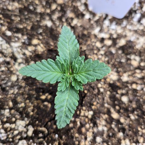 Bruce Banner 2.0 (Photo) - Plant #2 growlog timeline photo