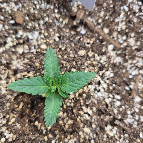 Bruce Banner 2.0 (Photo) - Plant #3 growlog timeline photo
