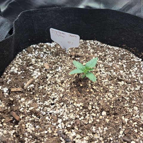 Bruce Banner 2.0 (Photo) - Plant #3 growlog timeline photo