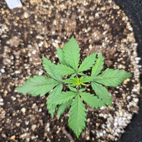 Green Crack (Auto) - Plant #2 growlog timeline photo