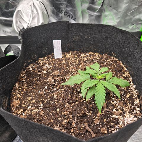 Green Crack (Auto) - Plant #2 growlog timeline photo