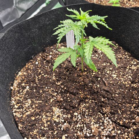 Green Crack (Auto) - Plant #1 growlog timeline photo