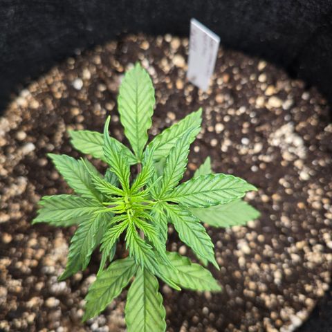 Green Crack (Auto) - Plant #1 growlog timeline photo