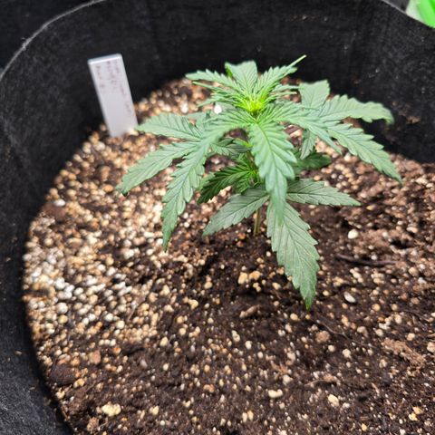 Green Crack (Auto) - Plant #3 growlog timeline photo