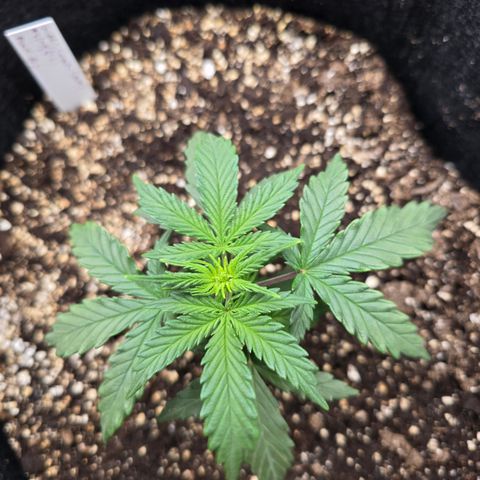 Green Crack (Auto) - Plant #3 growlog timeline photo