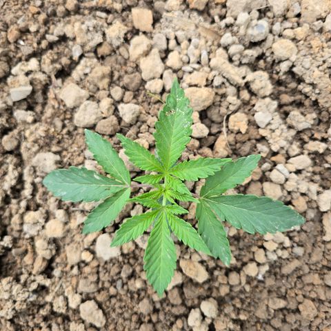 Bruce Banner 2.0 (Photo) - Plant #1 growlog timeline photo