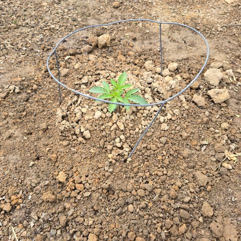 Bruce Banner 2.0 (Photo) - Plant #1 growlog timeline photo