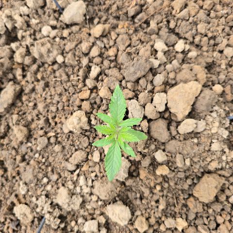 Wilderness Kush - (Photo) growlog timeline photo