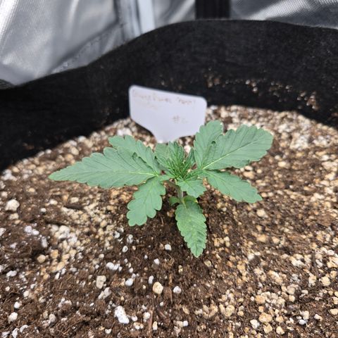 Bruce Banner 2.0 (Photo) - Plant #2 growlog timeline photo