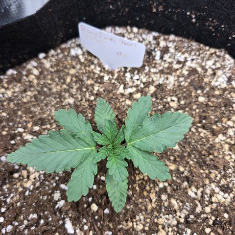 Bruce Banner 2.0 (Photo) - Plant #2 growlog timeline photo