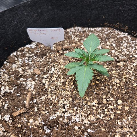 Bruce Banner 2.0 (Photo) - Plant #3 growlog timeline photo