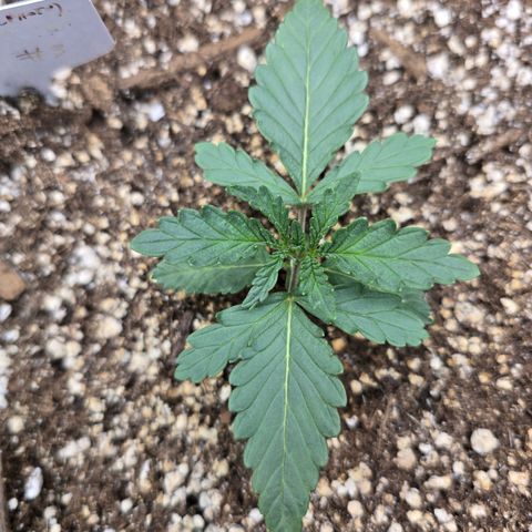 Bruce Banner 2.0 (Photo) - Plant #3 growlog timeline photo