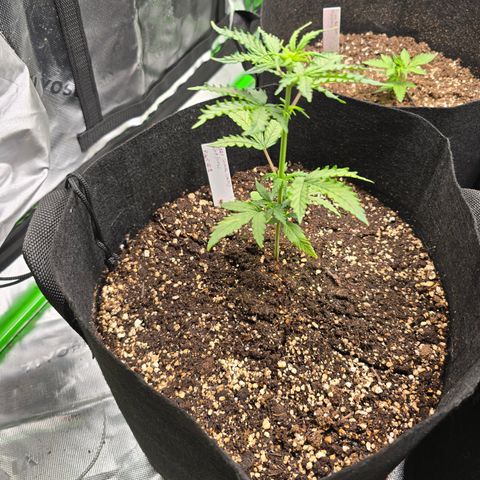 Green Crack (Auto) - Plant #1 growlog timeline photo