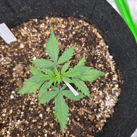 Green Crack (Auto) - Plant #2 growlog timeline photo
