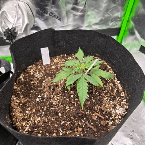 Green Crack (Auto) - Plant #2 growlog timeline photo