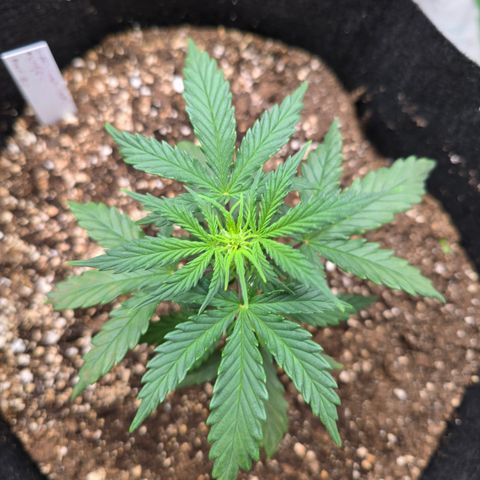 Green Crack (Auto) - Plant #3 growlog timeline photo