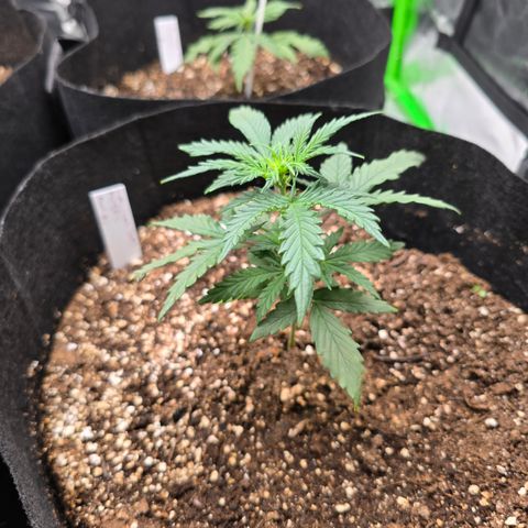 Green Crack (Auto) - Plant #3 growlog timeline photo