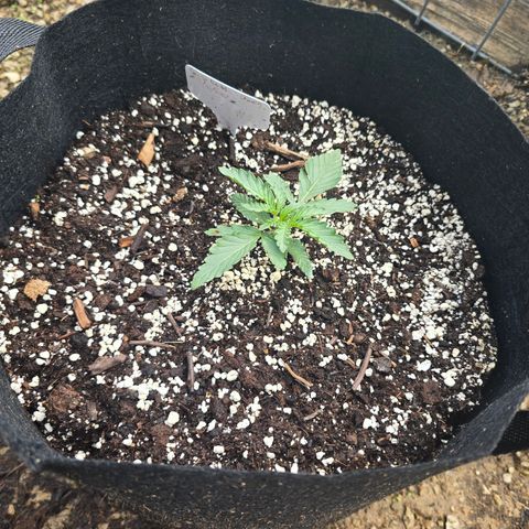 Bruce Banner 2.0 (Photo) - Plant #3 growlog timeline photo