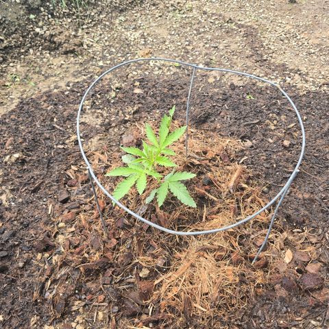 Bruce Banner 2.0 (Photo) - Plant #1 growlog timeline photo