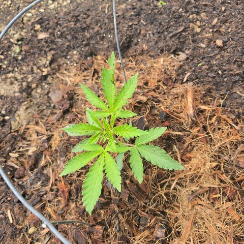 Bruce Banner 2.0 (Photo) - Plant #1 growlog timeline photo