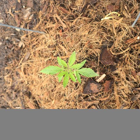 Wilderness Kush - (Photo) growlog timeline photo