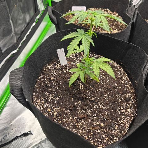 Green Crack (Auto) - Plant #1 growlog timeline photo