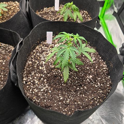 Green Crack (Auto) - Plant #3 growlog timeline photo
