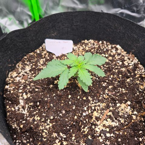 Bruce Banner 2.0 (Photo) - Plant #2 growlog timeline photo