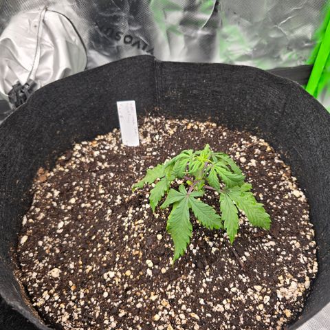 Green Crack (Auto) - Plant #2 growlog timeline photo