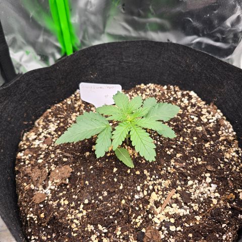 Bruce Banner 2.0 (Photo) - Plant #2 growlog timeline photo