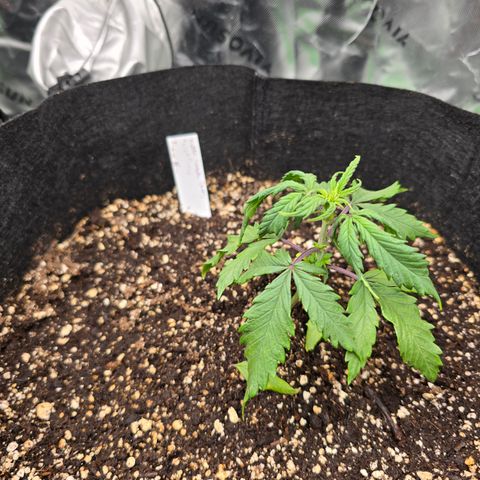 Green Crack (Auto) - Plant #2 growlog timeline photo