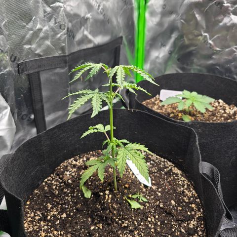 Green Crack (Auto) - Plant #1 growlog timeline photo