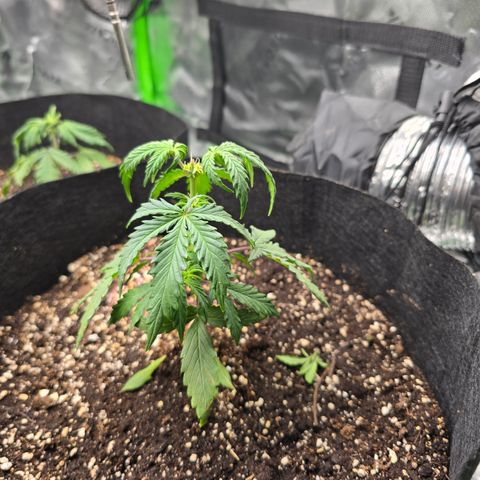 Green Crack (Auto) - Plant #3 growlog timeline photo