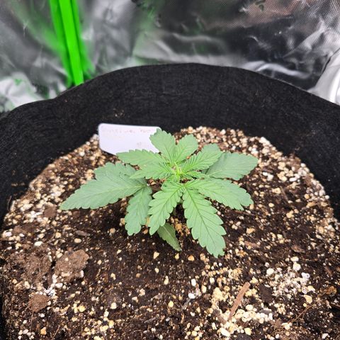 Bruce Banner 2.0 (Photo) - Plant #2 growlog timeline photo