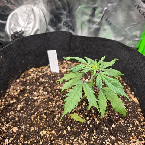 Green Crack (Auto) - Plant #2 growlog timeline photo