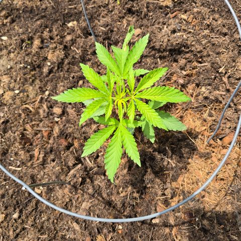 Bruce Banner 2.0 (Photo) - Plant #1 growlog timeline photo